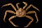 AK, Petersburg Alaskan king crab by Don Paulson - Item # VARPDXUS02BJA0194